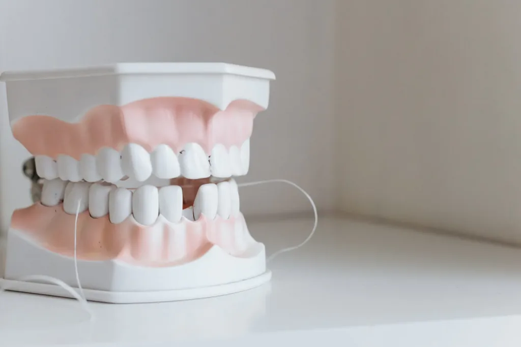 Zahnmodell mit Zahnseide